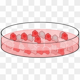 Cell Culture Clip Arts - Cells In Petri Dish Cartoon, HD Png Download - cells png