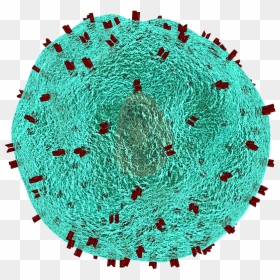 T-cells Can Be Directed To Treat A Variety Of Ovarian - Helper T Cell Png, Transparent Png - cells png