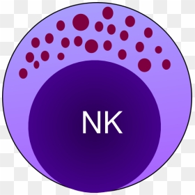 Thumb Image - Natural Killer Cells Drawing, HD Png Download - cells png