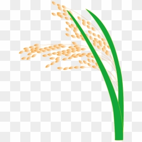 Paddy Field Hedao Transprent - Paddy Field, HD Png Download - wheat stalk png