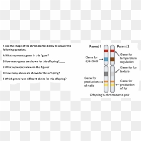 Screenshot, HD Png Download - chromosome png