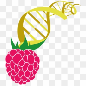 Bachberry, HD Png Download - berry png