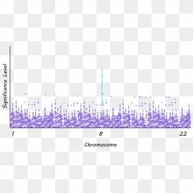 Shireen, HD Png Download - chromosome png