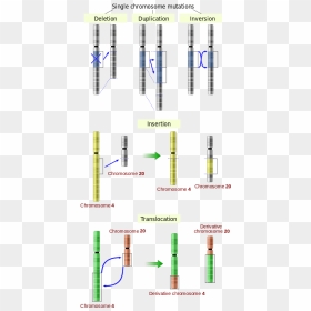 Illustrations Of Five Types Of Chromosomal Mutations - Figure 12.3 Common Nucleotide Level Mutations, HD Png Download - chromosome png