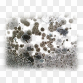 Black Toxic Mold, HD Png Download - mold png