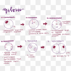 Circle, HD Png Download - chromosome png