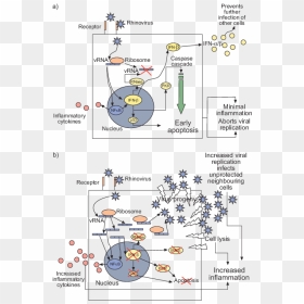 Inflammation Cascade Viral Infection, HD Png Download - corona de espinas png