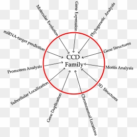 Diagram, HD Png Download - chromosome png