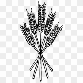 Wheat Clip Art Black And White, HD Png Download - wheat stalk png