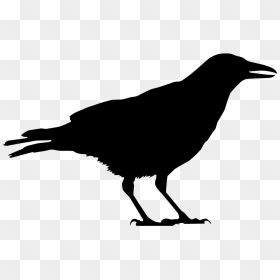 Raven Black And White, HD Png Download - crows png