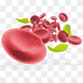 Red Blood Cells And Leaves - Pigmento Clorofila Png, Transparent Png - cells png