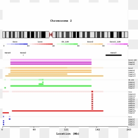 Diagram, HD Png Download - chromosome png