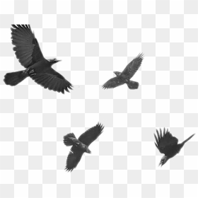 Black Raven , Png Download - Işte Kuşlarda Gitti Giderler Aldırma, Transparent Png - crows png