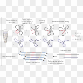 Diagram, HD Png Download - chromosome png