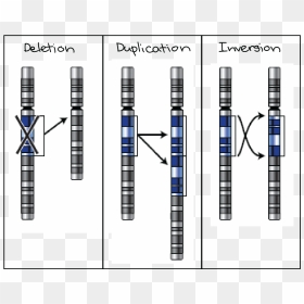 De Tjolomadoe | Convention & Heritage, HD Png Download - chromosome png