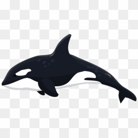 Fishbank Image Description - Transparent Killer Whale Clipart, HD Png Download - orca png