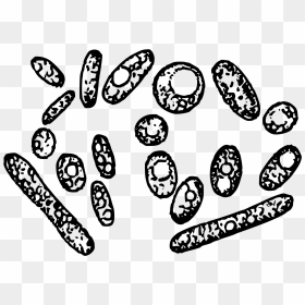 Yeast Cells Clip Arts - Yeast Clipart, HD Png Download - cells png