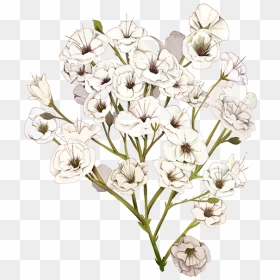 Baby Breath Flower Png - Baby's Breath Flower Illustration, Transparent Png - breath png