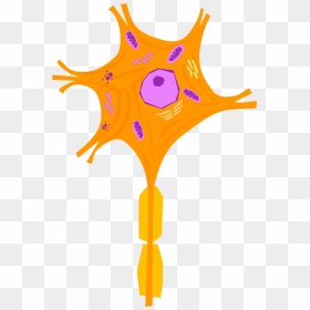 Nerve Cell - Hd Image Of Nerve Cell, HD Png Download - cells png