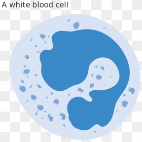 File Diagram Of A - White Blood Cell Clipart, HD Png Download - cells png