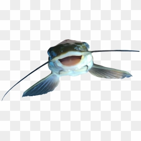 Catfish Png File - Catfish Png, Transparent Png - bull head png