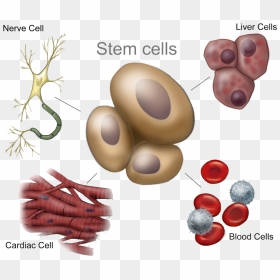 Adult Stem Cells - Adult Stem Cell Structure, HD Png Download - cells png