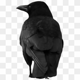 Crow Large Back - Aesthetic Crow, HD Png Download - crows png