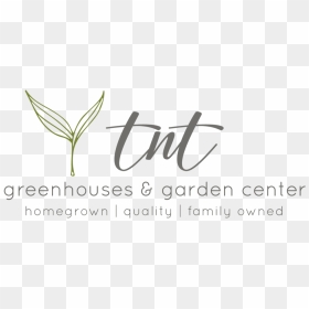 Tnt Main Logo - Calligraphy, HD Png Download - tnt png