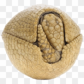 Rolled Up Armadillo Clip Arts - Armadillo Clipart Rolled Up, HD Png Download - armadillo png