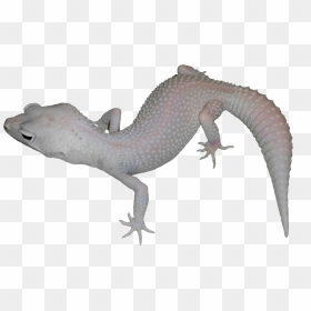 Moonlight - Alligator Lizard, HD Png Download - moonlight png