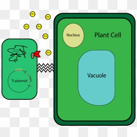 Plasmid In Plant Cells , Png Download - Plasmid In Plant Cells, Transparent Png - cells png