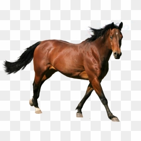 Caballo Png Page - Horse Running Png, Transparent Png - caballo png