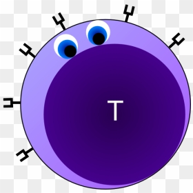 T Cell B Cell Cartoon Clipart - Seattle Art Museum, HD Png Download - cells png