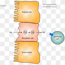 Transvesicular Transport By Microfold Cells - Microfold Cells Of The Intestine, HD Png Download - cells png