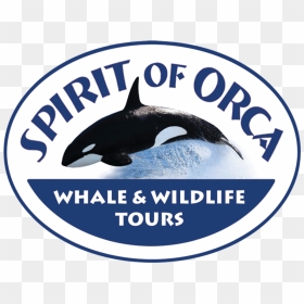 Spirit Of Orca , Png Download - Killer Whale, Transparent Png - orca png
