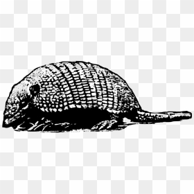 Portable Network Graphics, HD Png Download - armadillo png