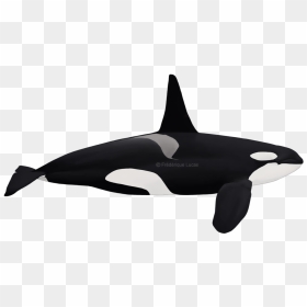 Eastern North Atlantic Killer Whale, HD Png Download - orca png