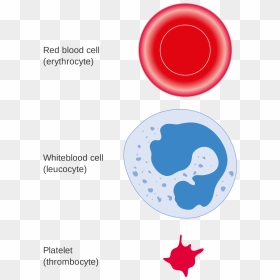 Blood White Cells Png , Png Download - 3 Cell Types In Blood, Transparent Png - cells png