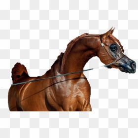 Caballo Png , Png Download - Sorrel, Transparent Png - caballo png