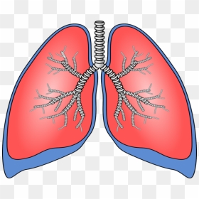 Breath Diagnostics And Mayo Clinic Partner On New Lung - Human Lungs Clipart, HD Png Download - breath png