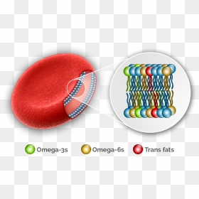 Oq Red Blood Cell Plus - Red Blood Cell Fatty Acid, HD Png Download - cells png