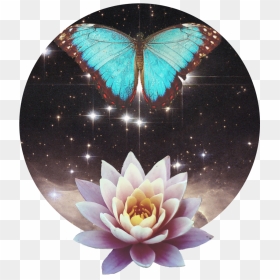 Awakenbreath Icon - Sacred Lotus, HD Png Download - breath png