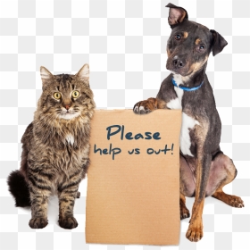 Humane Society Dogs And Cats, HD Png Download - pet png