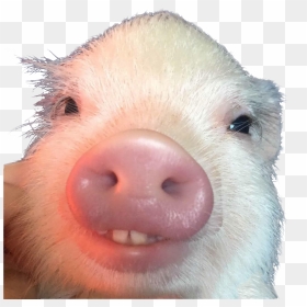Piglet With Buck Teeth , Png Download - Pig With Buck Teeth, Transparent Png - buck teeth png
