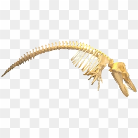 Orcinus Orca Killer Whale - Blue Whale Skeleton Transparent, HD Png Download - orca png