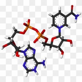Nad From Xtal 2003 3d Sticks - Nicotinamide Adenine Dinucleotide, HD Png Download - sticks png