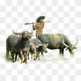 Buffalo Transparent Pngs, Png Download - stock png