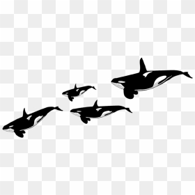 Killer Whale, HD Png Download - orca png