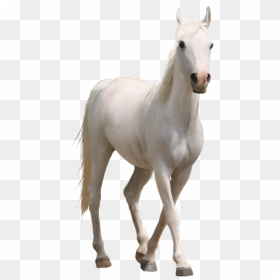 Caballo - Horse Png Transparent, Png Download - caballo png