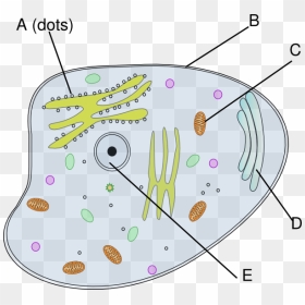 Cells Clipart Simple - Animal Cell Clip Art, HD Png Download - cells png